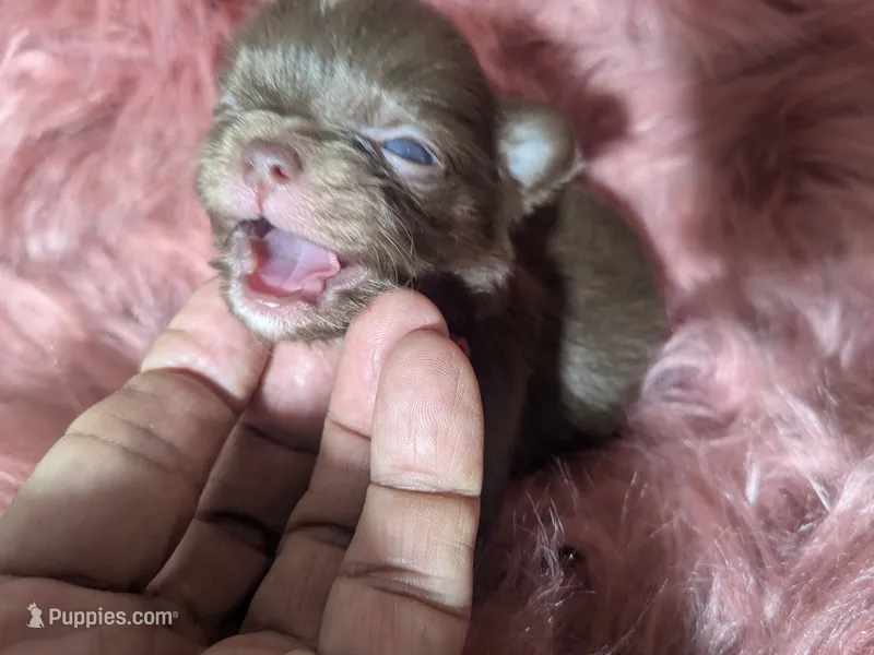 Tiny Ruby  – Chihuahua puppy for sale in Wittmann, AZ
