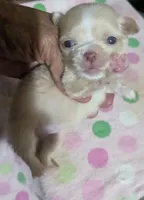 Lisa Marie LC , a female Chihuahua for sale in Wittmann, AZ – 6 of 9