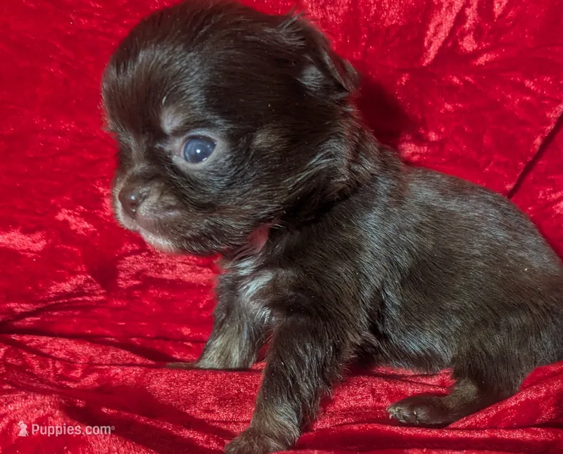 Tcup  Long Coat  Reese  – Chihuahua puppy for sale in Wittmann, AZ