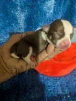 Charlie Brown , a male Chihuahua for sale in Wittmann, AZ – 3 of 6