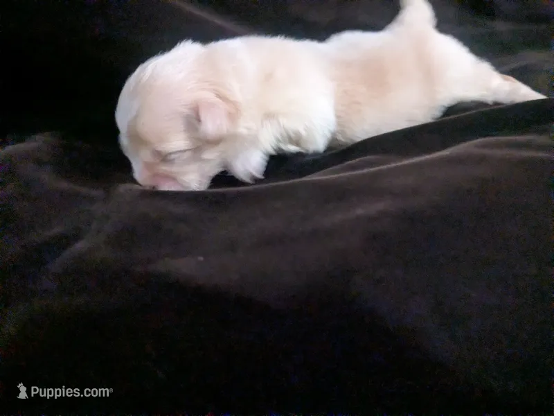Lisa Marie  – Chihuahua puppy for sale in Wittmann, AZ
