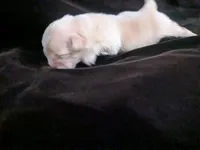 Lisa Marie , a female Chihuahua for sale in Wittmann, AZ – 1 of 7