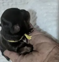 Tiny Baby Ruth, a female Chihuahua for sale in Wittmann, AZ – 3 of 5