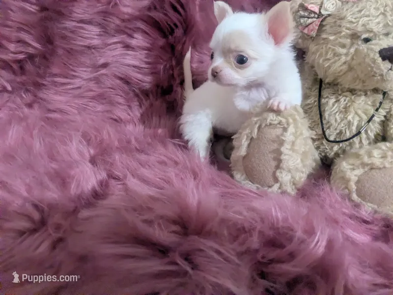 Priscilla Apple Head LC   – Chihuahua puppy for sale in Wittmann, AZ