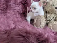 AKC  Priscilla LC , a female Chihuahua for sale in Wittmann, AZ – 7 of 10
