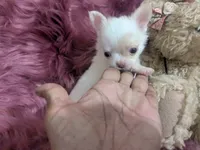 AKC  Priscilla LC , a female Chihuahua for sale in Wittmann, AZ – 3 of 10