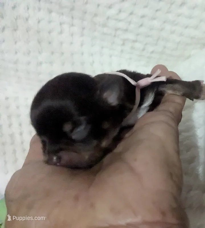 Kit Kat Tiny LC  – Chihuahua puppy for sale in Wittmann, AZ