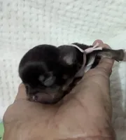 Kit Kat Tiny LC , a female Chihuahua for sale in Wittmann, AZ – 1 of 9