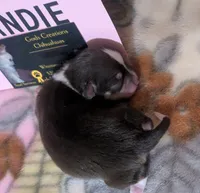 Candie , a female Chihuahua for sale in Wittmann, AZ – 2 of 9