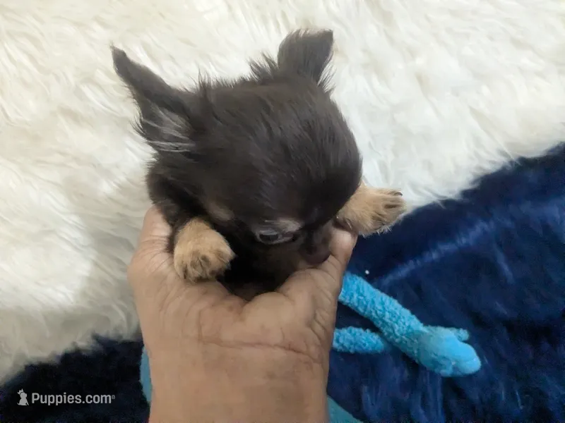 AKC Tiny Reeses  – Chihuahua puppy for sale in Wittmann, AZ