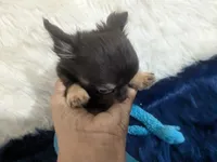 AKC Tiny Reeses , a male Chihuahua for sale in Wittmann, AZ – 2 of 8