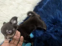 AKC Tiny Reeses , a male Chihuahua for sale in Wittmann, AZ – 4 of 8
