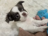 AKC Tiny Peanut  LC , a male Chihuahua for sale in Wittmann, AZ – 9 of 10