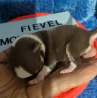 Fievel Mousekowitz  , a male Chihuahua for sale in Wittmann, AZ – 1 of 8