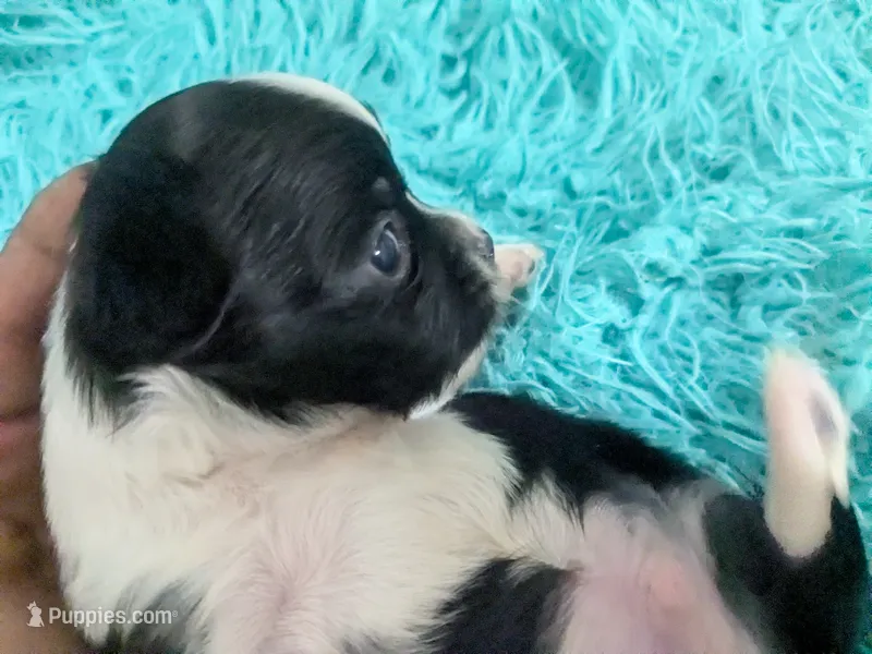 Long Coat Panda – Chihuahua puppy for sale in Wittmann, AZ