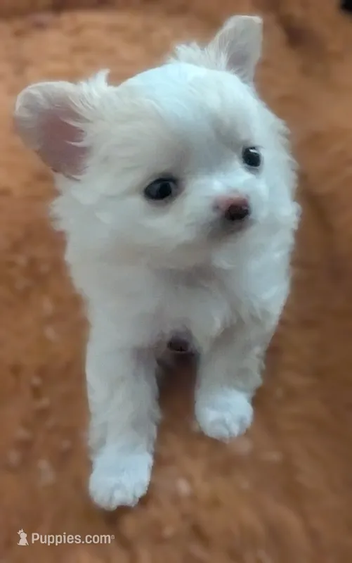 Diamond  – Chihuahua puppy for sale in Wittmann, AZ