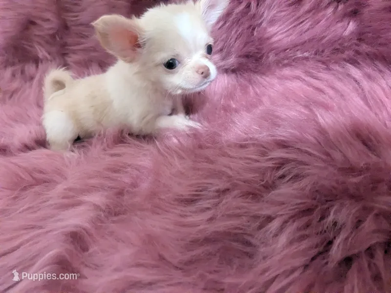 AKC Lisa Marie LC  – Chihuahua puppy for sale in Wittmann, AZ