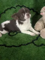 Full AKC Faith , a female Chihuahua for sale in Wittmann, AZ – 8 of 8