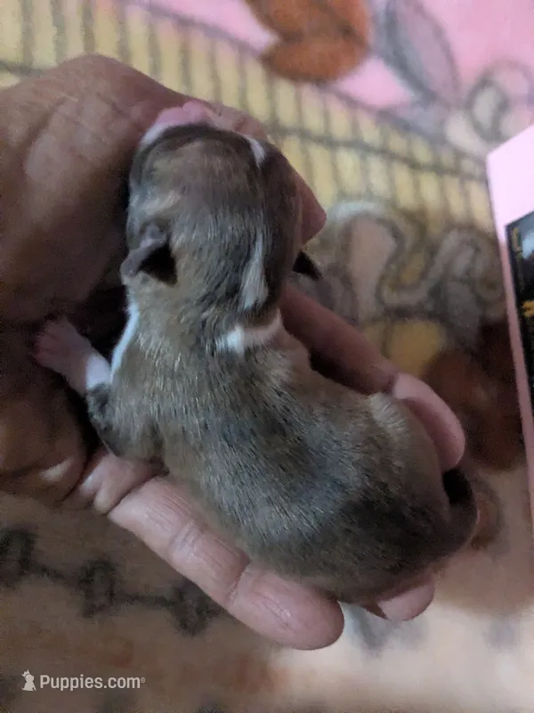 Teacup Cookie – Chihuahua puppy for sale in Wittmann, AZ