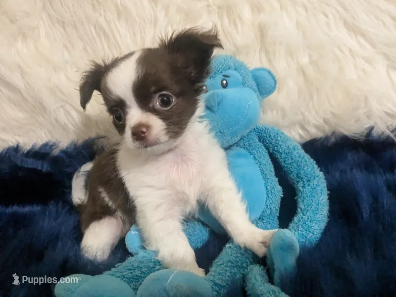 AKC Tiny Peanut  LC  – Chihuahua puppy for sale in Wittmann, AZ