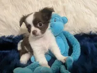 AKC Tiny Peanut  LC , a male Chihuahua for sale in Wittmann, AZ – 2 of 10