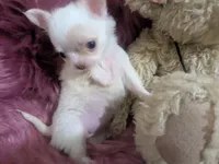 AKC  Priscilla LC , a female Chihuahua for sale in Wittmann, AZ – 2 of 10