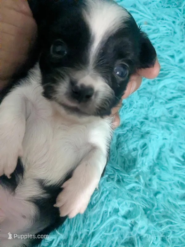 Long Coat Panda – Chihuahua puppy for sale in Wittmann, AZ