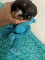 AKC Tiny Twix , a male Chihuahua for sale in Wittmann, AZ – 2 of 9