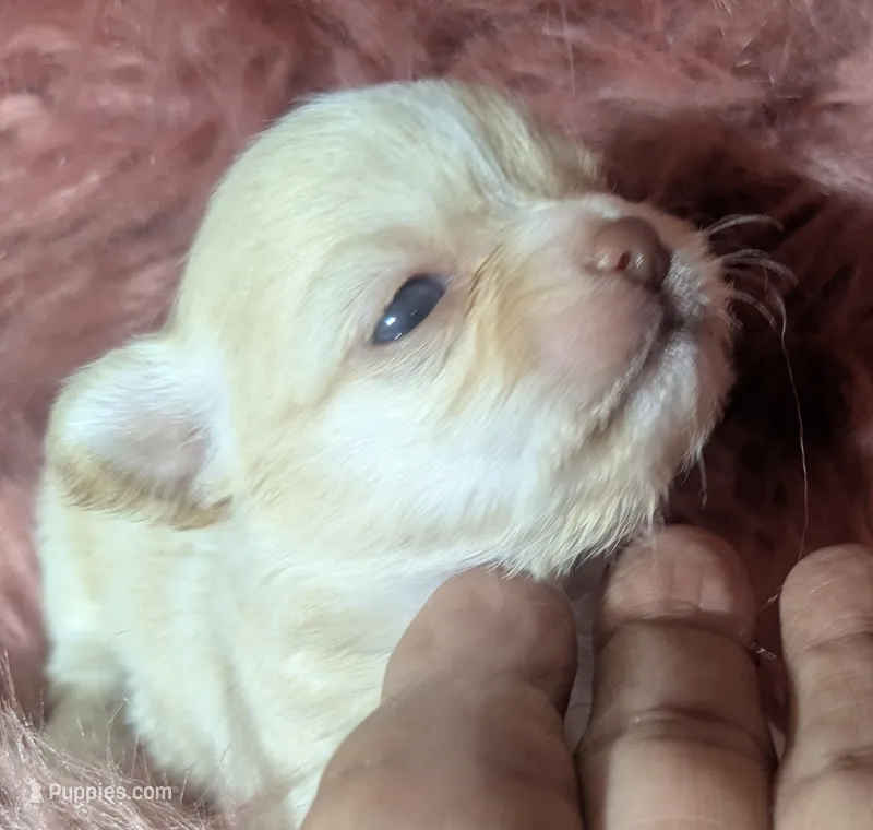 Cherry LC White Chocolate – Chihuahua puppy for sale in Wittmann, AZ