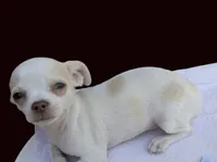 Full AKC Snow White , a female Chihuahua for sale in Wittmann, AZ – 2 of 9