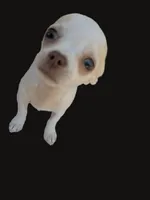 Full AKC Snow White , a female Chihuahua for sale in Wittmann, AZ – 7 of 9
