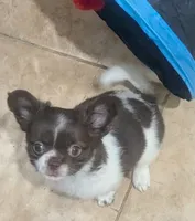 Full AKC Faith , a female Chihuahua for sale in Wittmann, AZ – 1 of 8