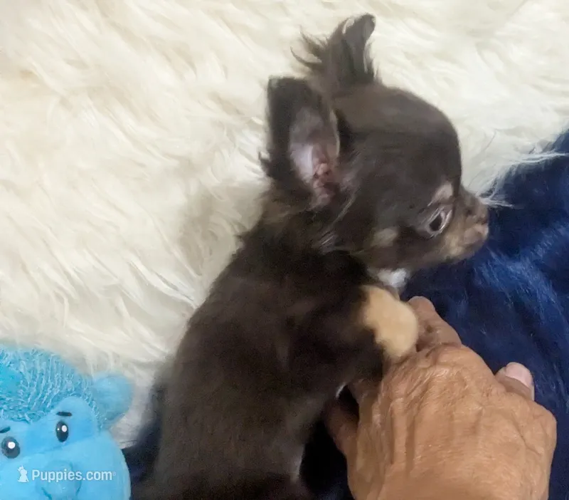 AKC Tiny Reeses , a male Chihuahua for sale in Wittmann, AZ – 1 of 8