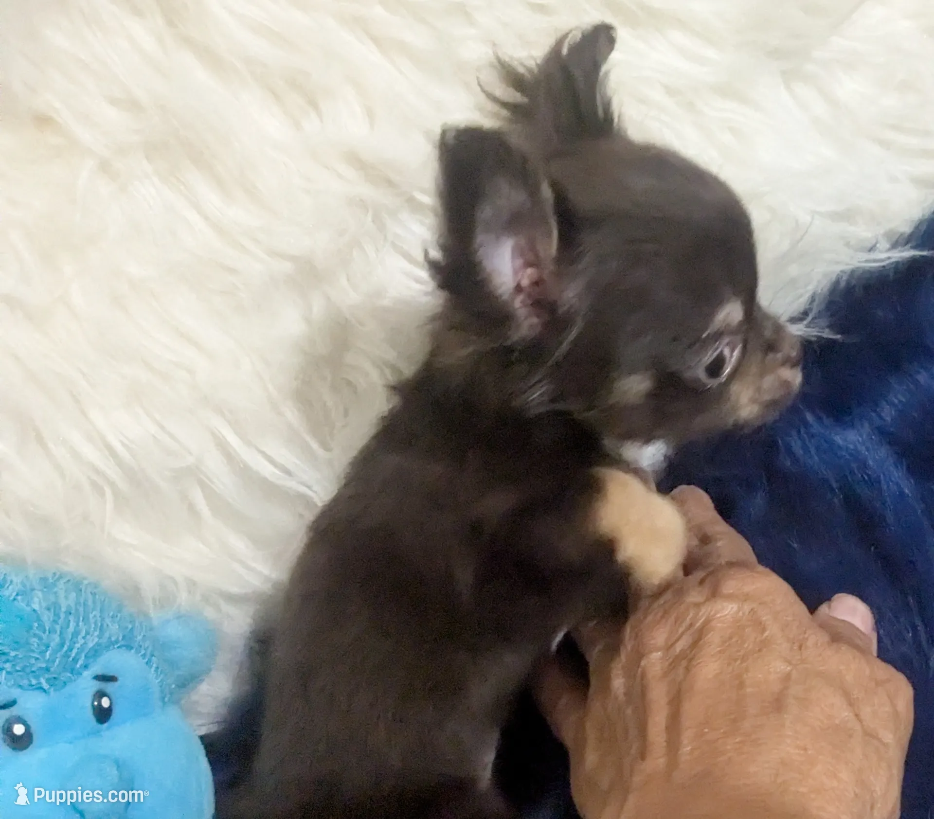 AKC Tiny Reeses – Chihuahua Puppy for Sale in | Puppies.com