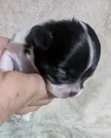 Oreo , a male Chihuahua for sale in Wittmann, AZ – 6 of 10