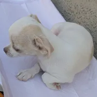 Full AKC Snow White , a female Chihuahua for sale in Wittmann, AZ – 6 of 9