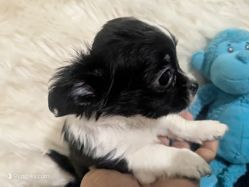 AKC Long Coat Panda – Chihuahua puppy for sale in Wittmann, AZ