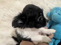 AKC Long Coat Panda, a male Chihuahua for sale in Wittmann, AZ – 1 of 9