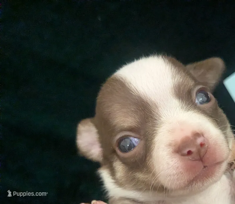 Charlie Brown  – Chihuahua puppy for sale in Wittmann, AZ