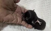 Kit Kat Tiny LC , a female Chihuahua for sale in Wittmann, AZ – 5 of 9