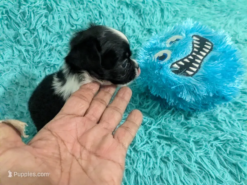 Long Coat Panda – Chihuahua puppy for sale in Wittmann, AZ
