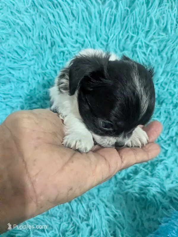 Long Coat Oreo  – Chihuahua puppy for sale in Wittmann, AZ