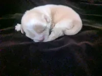 Lisa Marie , a female Chihuahua for sale in Wittmann, AZ – 3 of 7