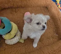 Pearl, a female Chihuahua for sale in Wittmann, AZ – 3 of 7