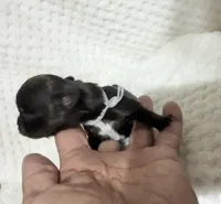 Reese Dark Chocolate Long Coat , a male Chihuahua for sale in Wittmann, AZ – 6 of 6
