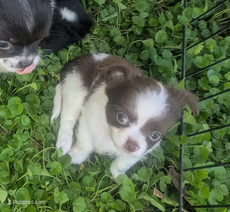 Tiny Peanut  LC  – Chihuahua puppy for sale in Wittmann, AZ