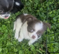 Tiny Peanut  LC , a male Chihuahua for sale in Wittmann, AZ – 1 of 8