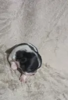 Oreo , a male Chihuahua for sale in Wittmann, AZ – 4 of 10