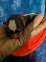 Fievel Mousekowitz  , a male Chihuahua for sale in Wittmann, AZ – 3 of 8