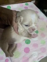Lisa Marie LC , a female Chihuahua for sale in Wittmann, AZ – 4 of 9